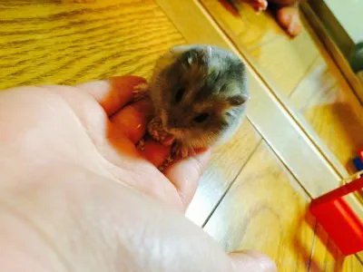 新しい家族